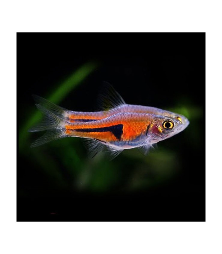 Pez De Acuario Rasbora Espei