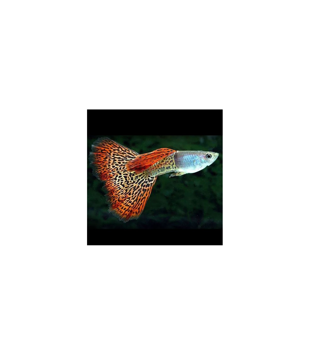 Pez Guppy Macho Lote 5 Guppys Acuario Plantado