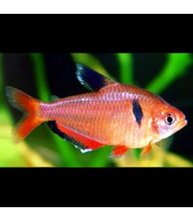 Lote 5x Tetra Serpae Vermelho