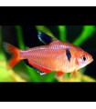 Lote 5x Tetra Serpae Red