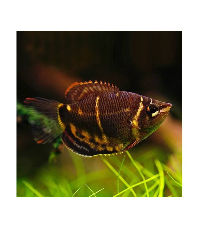 Bouteille Gourami 1.1 L-27572 - España