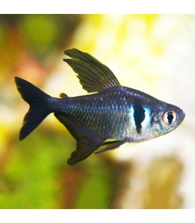 Lote 5x Tetra Fantasma Negro. Destaca por sus grandes aletas de color oscuro.