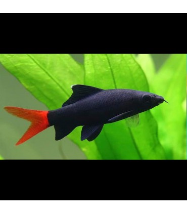 Labeo Bicolor Comprar Peces Acuario Acuario Plantado