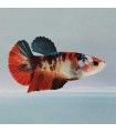 Betta Hembra Koi