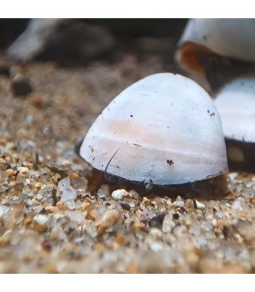 Caracol Iceberg