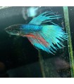 Betta Macho Selecto Nº172