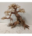 Bonsai talla L - Nº270