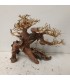 Bonsai talla M - Nº273