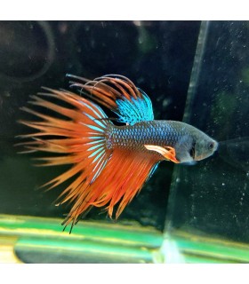 Betta Macho Selecto Nº177