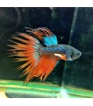 Betta Macho Selecto Nº177