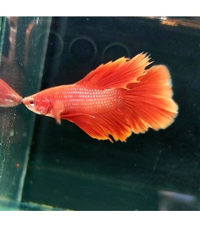 Betta Macho Selecto Nº178