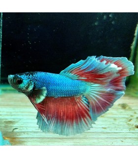 Betta Macho Selecto Nº179