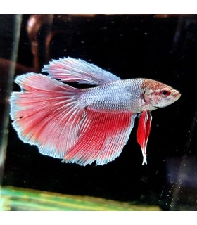 Betta Macho Selecto Nº180