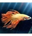 Betta Macho Selecto Nº184