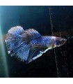 Betta Macho Selecto Nº185