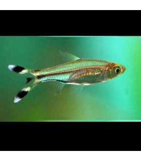 Lote 5x pez Rasbora tijeritas de agua dulce. Ideal para acuarios de tamaño medio.