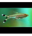 Lote 5x Rasbora tijeritas