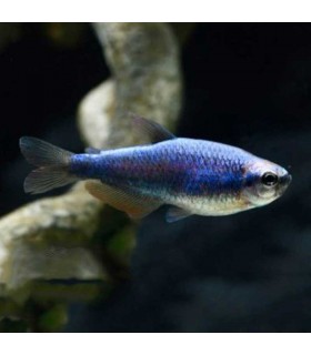 Pez variedad del tetra emperador azul. Pez de agua dulce.