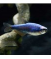 Lote 5x Tetra Imperador Super Azul