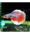 Betta Macho Selecto Nº186