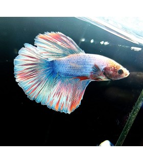 Betta Macho Selecto Nº187