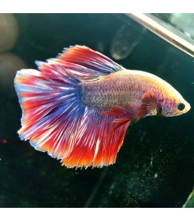 Betta Macho Selecto Nº188