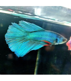 Betta Macho Selecto Nº189