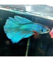 Betta Macho Selecto Nº189