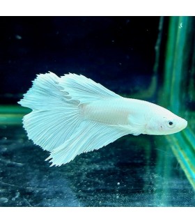 Betta Macho Selecto Nº192