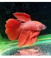 Betta Macho Selecto Nº194