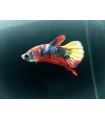 Betta Macho Selecto Nº195