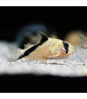 Corydora Melini