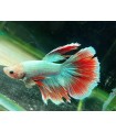 Betta Macho Selecto Nº199