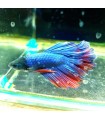 Betta Macho Selecto Nº205