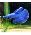 Betta Macho Selecto Nº206