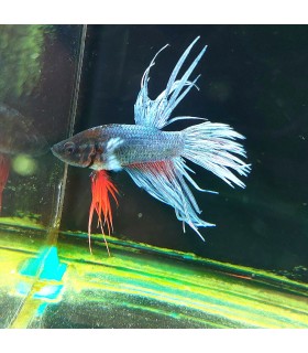 Betta Macho Selecto Nº208