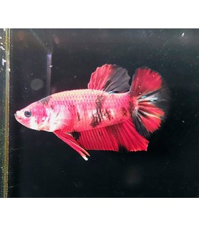 Betta Macho Selecto Nº209