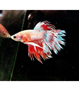 Betta Macho Selecto Nº210