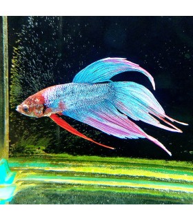 Betta Macho Select Nº211