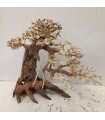 Bonsai talla L - Nº278