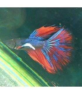 Betta Macho Selecto Nº214