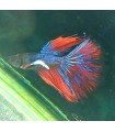 Betta Macho Selecto Nº214