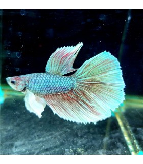 Betta Macho Selecto Nº215