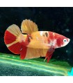 Betta Macho Selecto Nº216