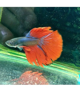 Betta Macho Selecto Nº217