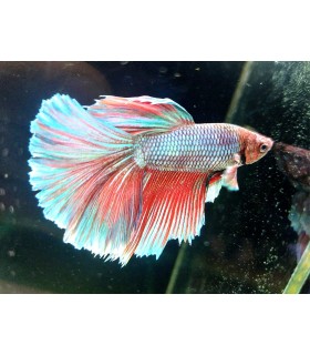 Betta Macho Selecto Nº219