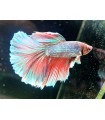 Betta Macho Selecto Nº219