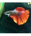 Betta Macho Selecto Nº221