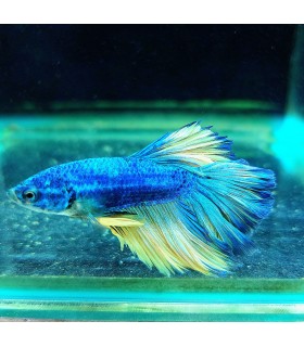 Betta Macho Selecto Nº222