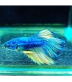 Betta Macho Selecto Nº222